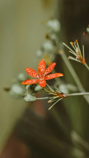 Tiger Lily Flower Close Up Wallpaper