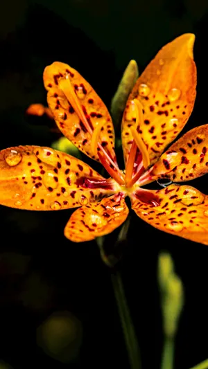 Tiger Lily Flower Closeup Wallpaper