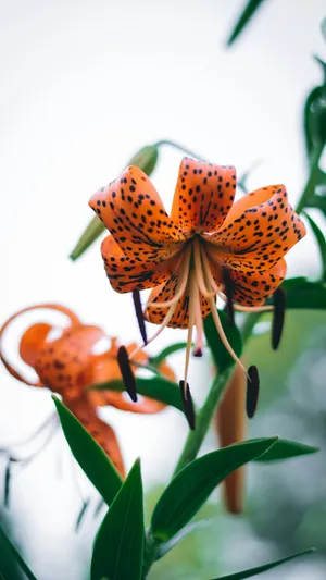 Tiger Lily Flower Closeup Wallpaper
