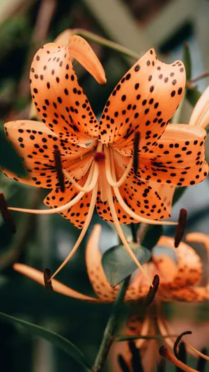 Tiger Lily Flower Closeup Wallpaper