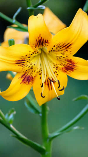 Tiger Lily Flower Closeup Wallpaper