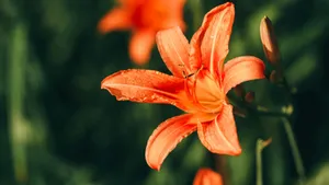 Tiger Lily Flower Closeup Wallpaper