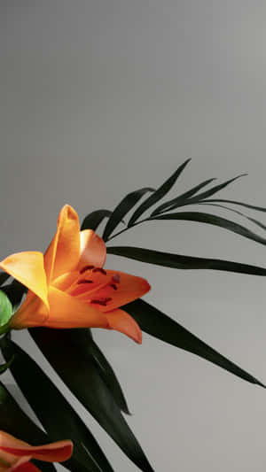 Tiger Lily Flower Closeup Wallpaper