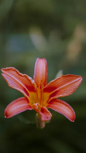 Tiger Lily Flower Closeup Wallpaper