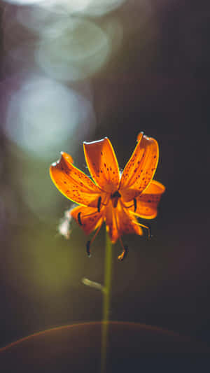 Tiger Lily Flower Closeup Wallpaper