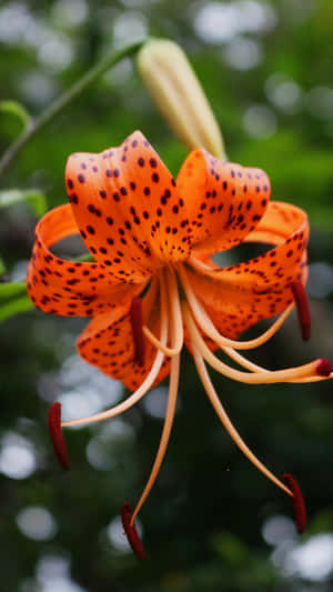 Tiger Lily Flower Closeup Wallpaper