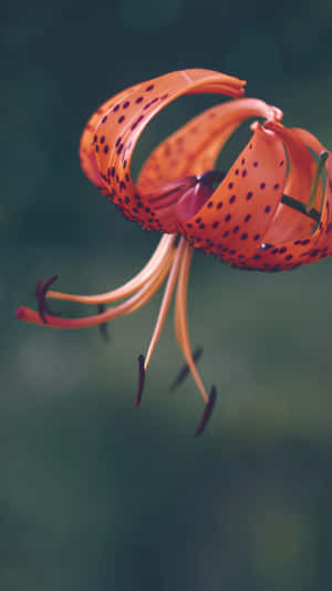 Tiger Lily Flower Closeup Wallpaper