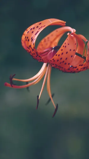 Tiger Lily Flower Closeup Wallpaper