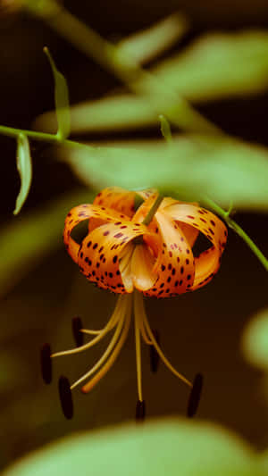 Tiger Lily Flower Closeup Wallpaper