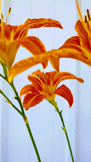 Tiger Lily Flowers Wallpaper