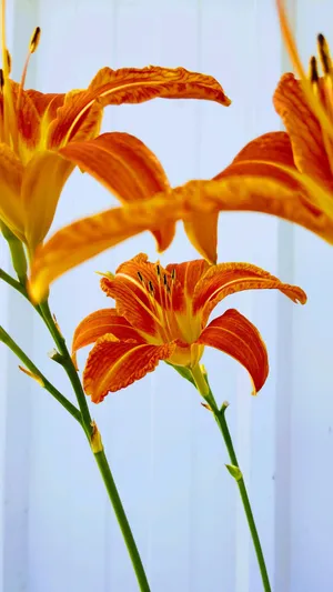 Tiger Lily Flowers Wallpaper