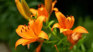 Tiger Lily Flowers Blooming Wallpaper
