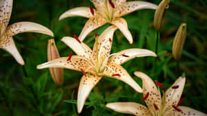 Tiger Lily Flowers Blooming Wallpaper
