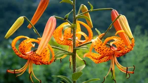 Tiger Lily Flowers Blooming Wallpaper