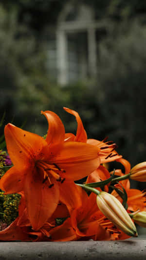 Tiger Lily Flowers Closeup Wallpaper