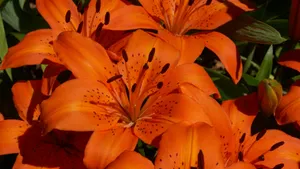 Tiger Lily Flowers Wallpaper