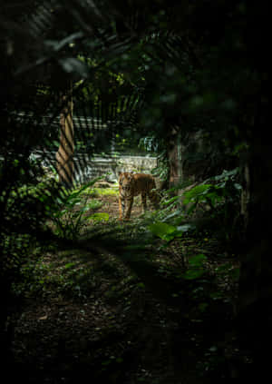 Tiger_ Lurking_in_ Shadowy_ Jungle.jpg Wallpaper