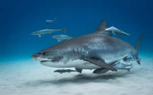 Tiger Shark Ocean Blue Wallpaper