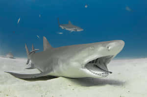 Tiger Shark Sandy Bottom Wallpaper