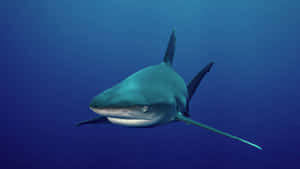 Tiger Shark Swimming Blue Ocean Wallpaper