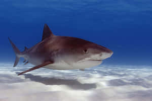 Tiger Shark Swimming Over Sandy Bottom Wallpaper