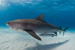 Tiger Shark Swimming Over Sandy Bottom Wallpaper