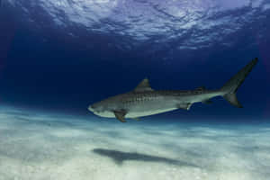 Tiger Shark Swimming Over Sandy Seabed Wallpaper