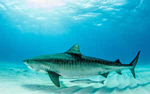 Tiger Shark Swimming Over Sandy Seabed Wallpaper