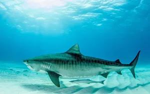 Tiger Shark Swimming Over Sandy Seabed Wallpaper