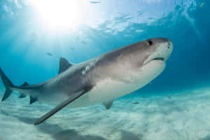 Tiger Shark Swimming Underwater.jpg Wallpaper