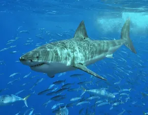Tiger Shark Swimming Underwater.jpg Wallpaper