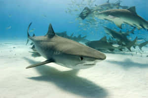 Tiger Shark Swimming Underwater Wallpaper