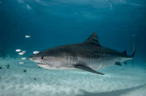 Tiger Shark Swimming Underwater Wallpaper