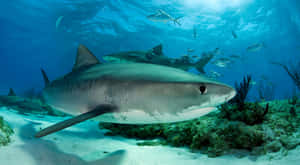 Tiger Shark Swimming Underwater Wallpaper