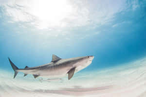 Tiger Shark Swimming Underwater Wallpaper