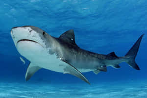 Tiger Shark Underwater Majesty Wallpaper