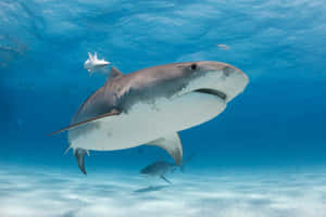 Tiger Shark Underwater Majesty Wallpaper
