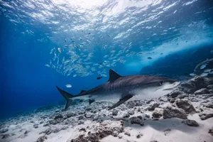 Tiger Shark Underwater Realm Wallpaper