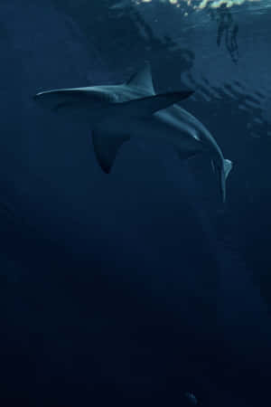 Tiger Shark Underwater Serenity Wallpaper