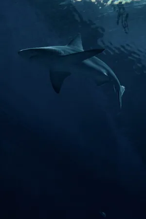 Tiger Shark Underwater Serenity Wallpaper