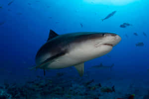 Tiger Shark Underwater Swimming.jpg Wallpaper