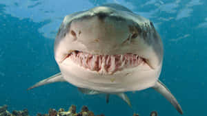 Tiger Shark Up Close Wallpaper