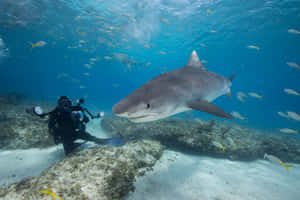 Tiger Sharkand Diver Underwater Encounter Wallpaper