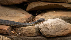 Tiger Snake Amidst Rocks Wallpaper