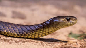 Tiger Snake Close Up Wallpaper