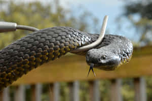 Tiger Snake Close Up Wallpaper