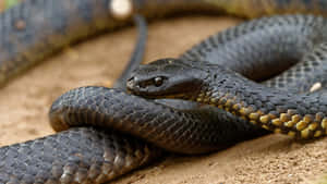 Tiger Snake Close Up Wallpaper