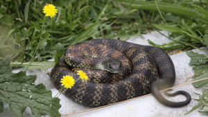 Tiger Snake Coiled Amidst Greenery Wallpaper