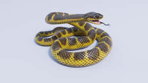 Tiger Snake Coiledand Hissing Wallpaper