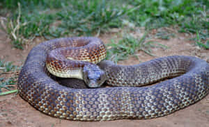 Tiger Snake Coiledin Natural Habitat Wallpaper